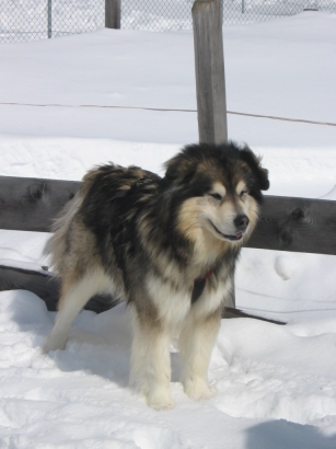 Arctic Shadow