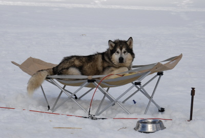 Chinook